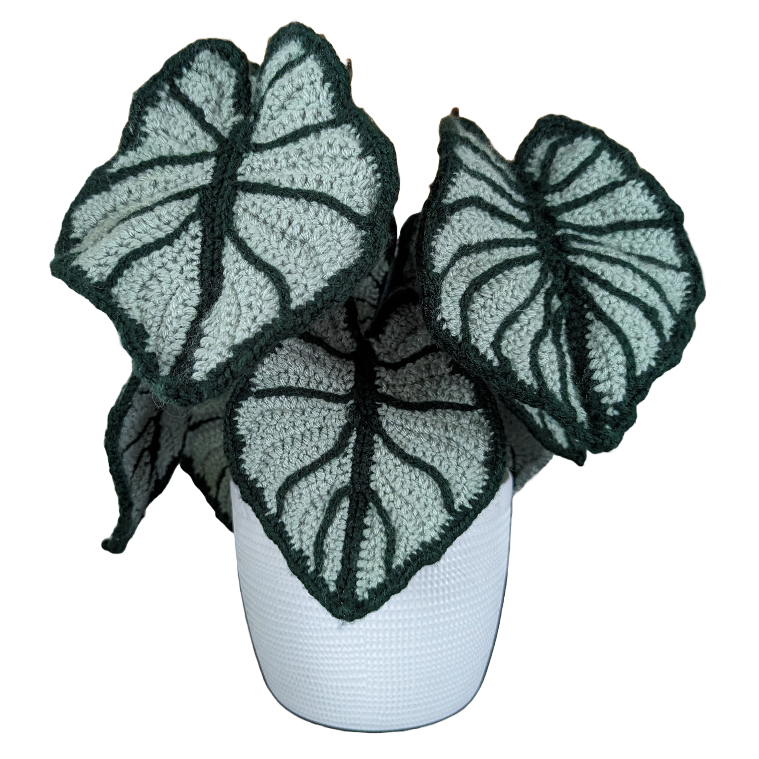 Dragon Scale Alocasia