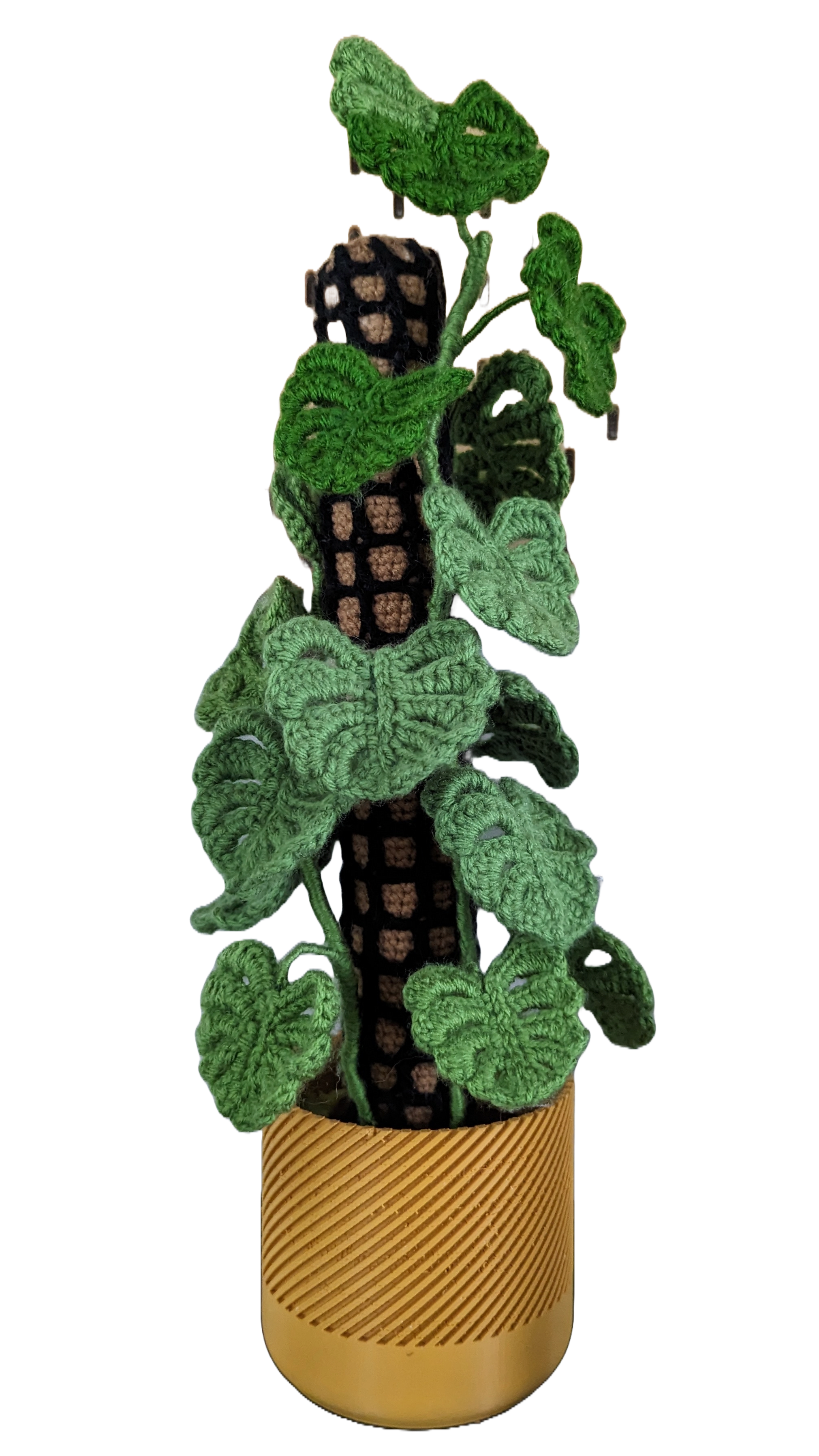 Mini Monstera