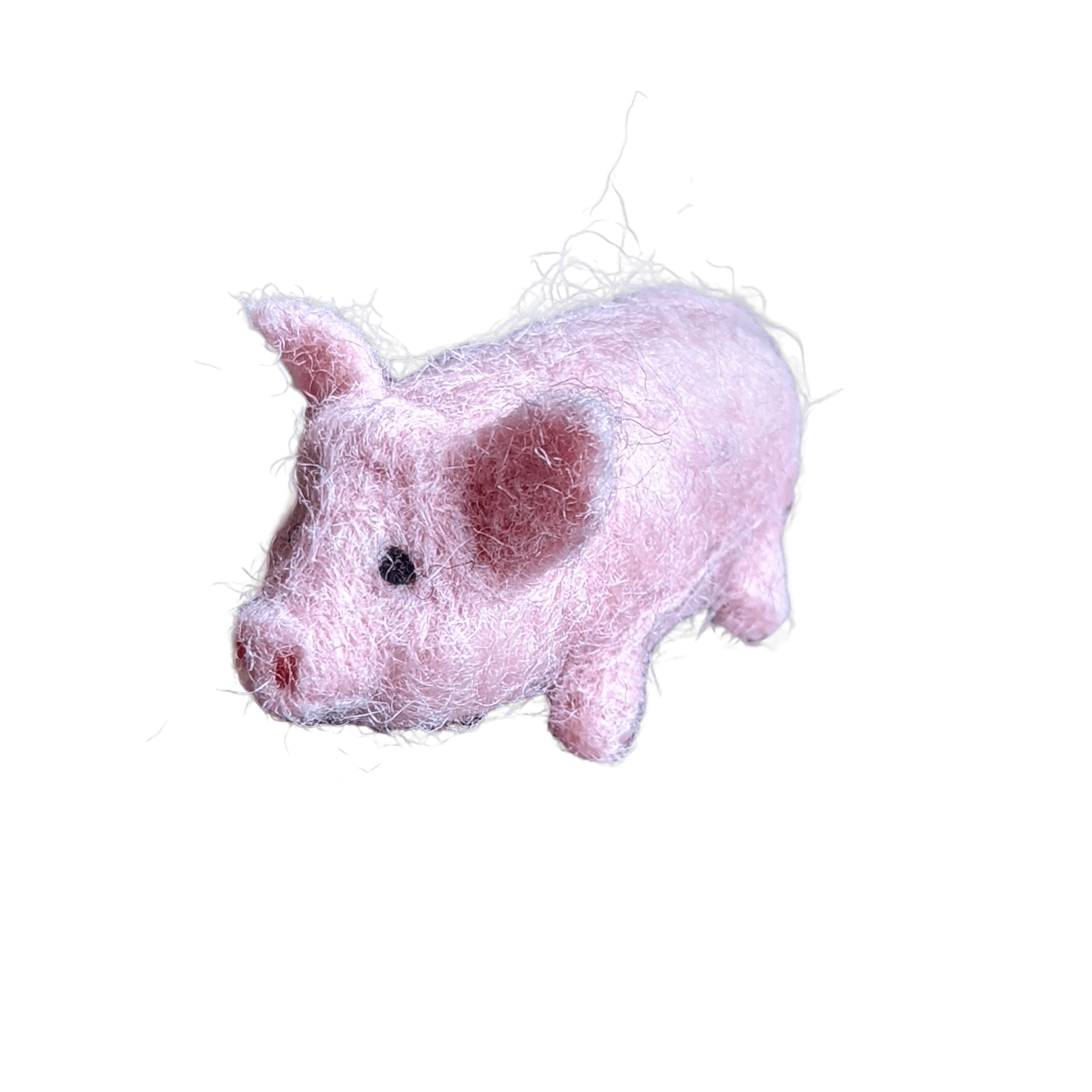 Pig