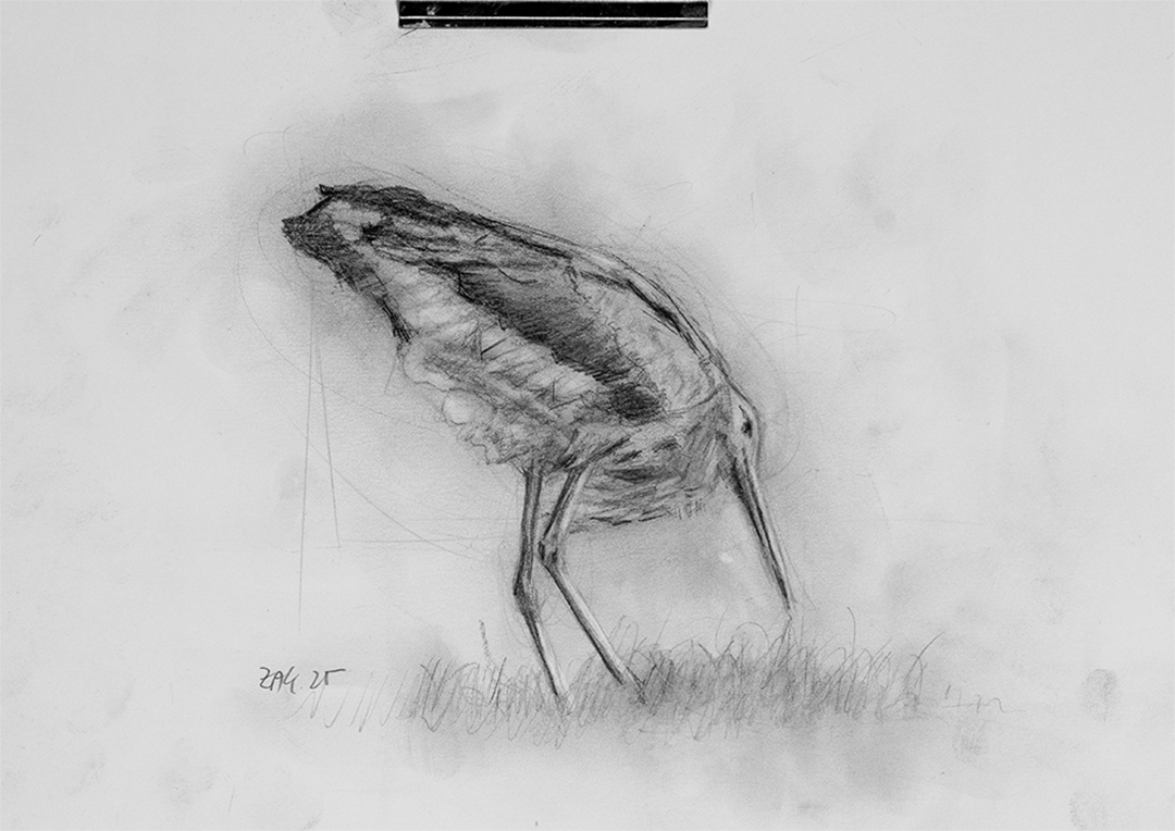 Stork Studie 01 – Pencil on LineArt Paper, 250gsm, Acid-Free (Bleistift auf LineArt-Papier, 250g/m², säurefrei) von Manfred Zak