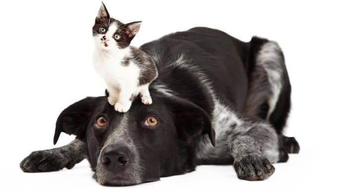 Drive Thru for Pet Supplies