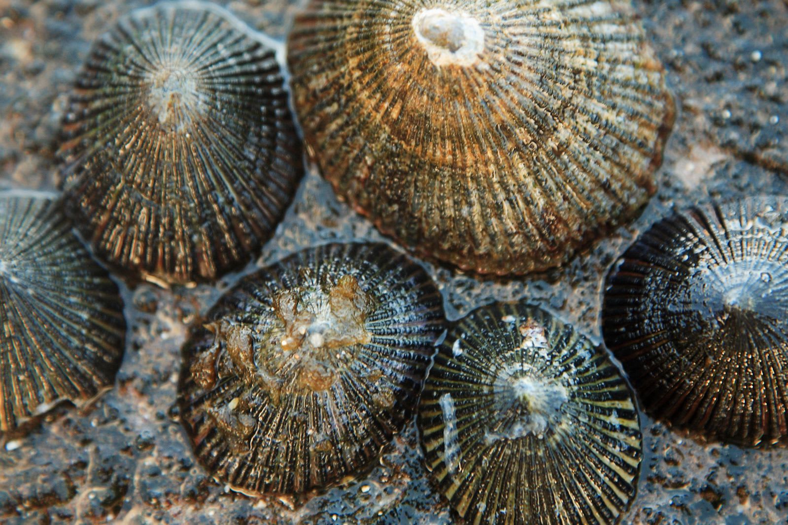 Snails' Teeth Beats Spider Silk as Nature's Strongest Material (2015)