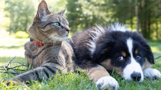 Can you be fined for pretending your pet is a service animal? New South Dakota law explained