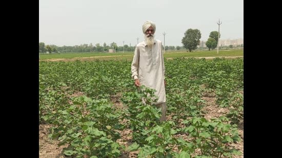 Twin pest threat hits cotton crop as acreage shrinks to record low