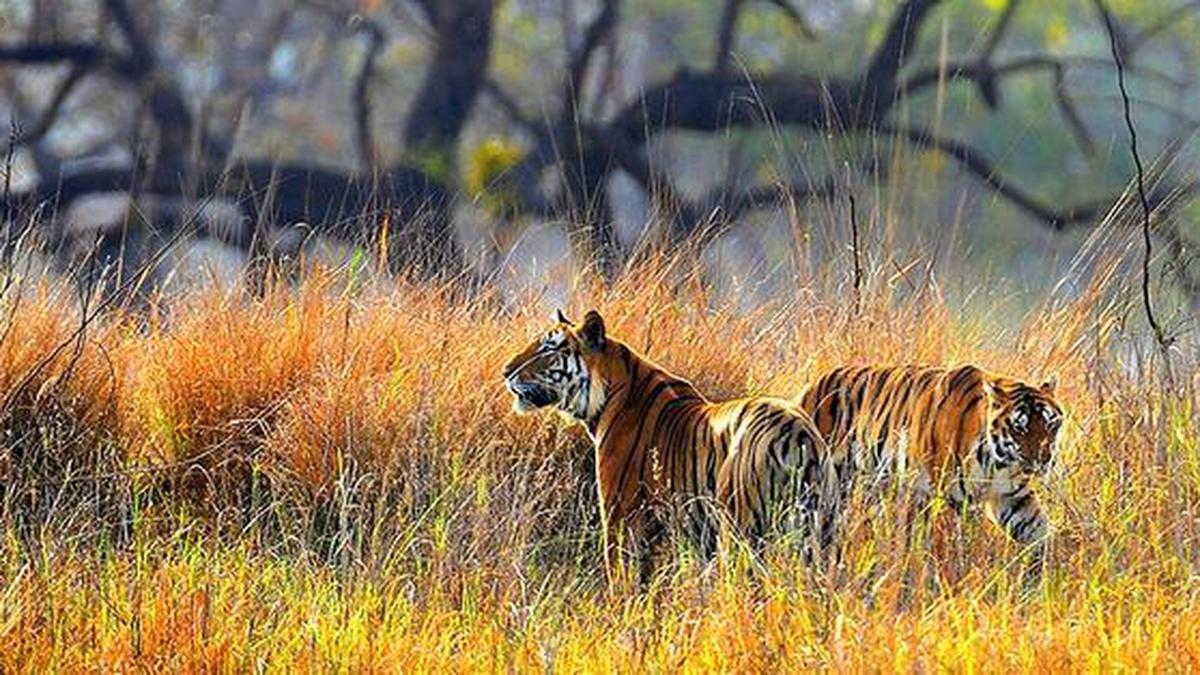 M.P. High Court seeks report on State’s tiger reserves amid canine distemper virus deaths