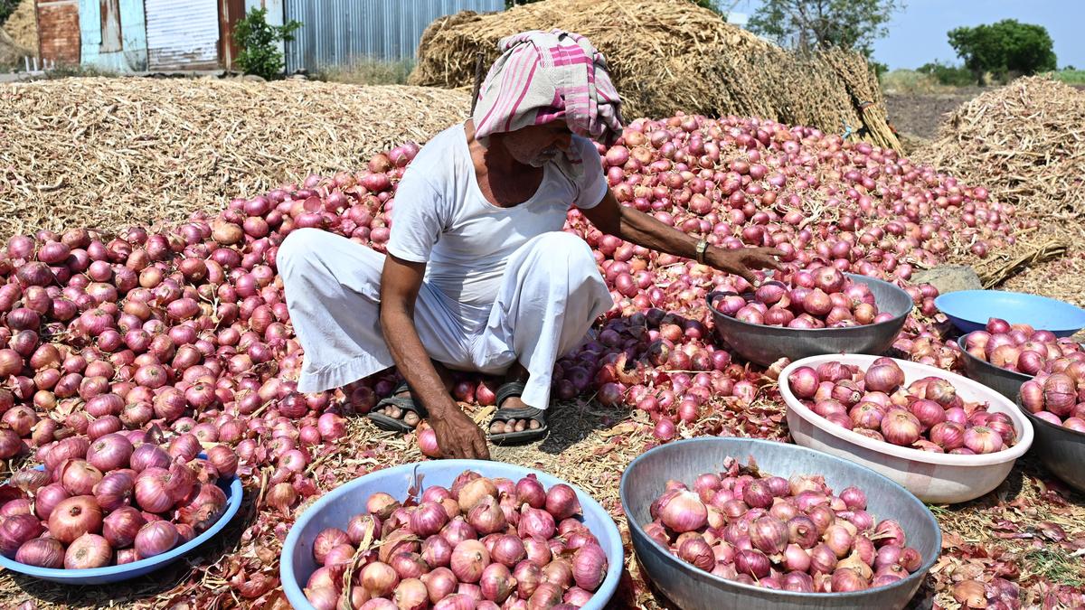 Show same concern for rain-hit farmers as traffic jams: Onion growers tell Maharashtra government