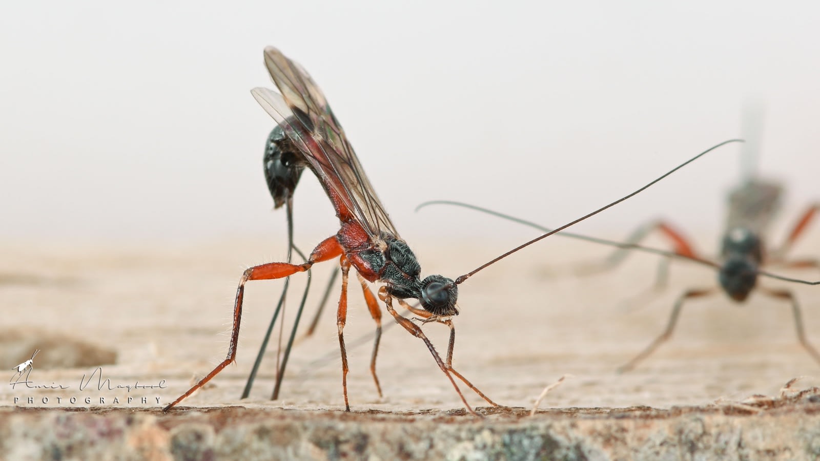 New parasitic wasp species discovered in Jammu & Kashmir