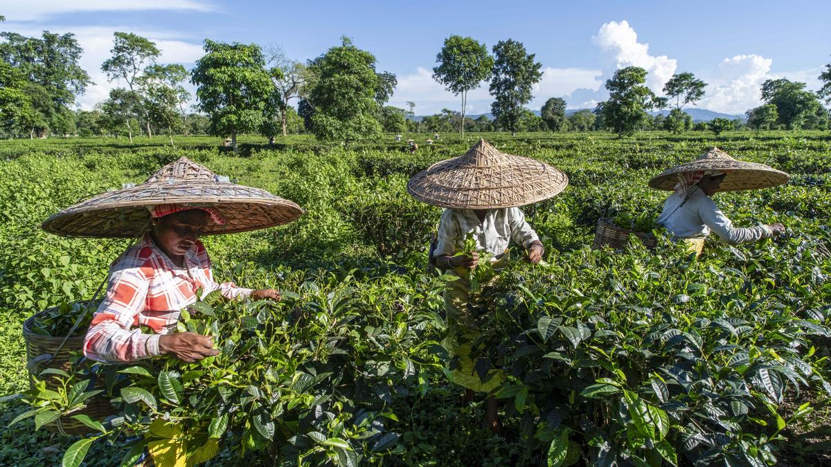 Slashed perks among factors affecting mental health of Assam’s tea garden executives