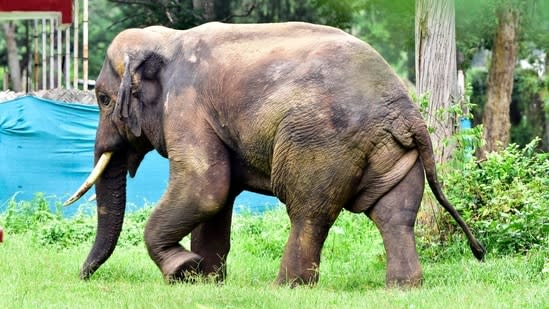 Elephant attacks claim two more lives in Chhattisgarh, panic grips villages