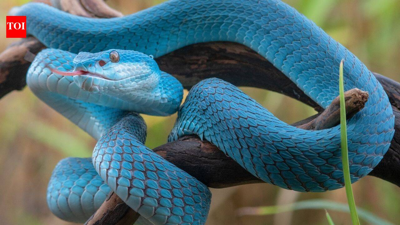 World's deadliest snakebite hotspots every traveller should know