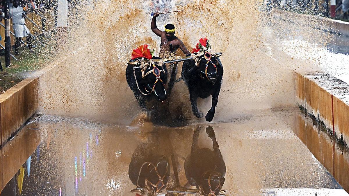 Opposition to Kambala at Mysuru Dasara gathers steam