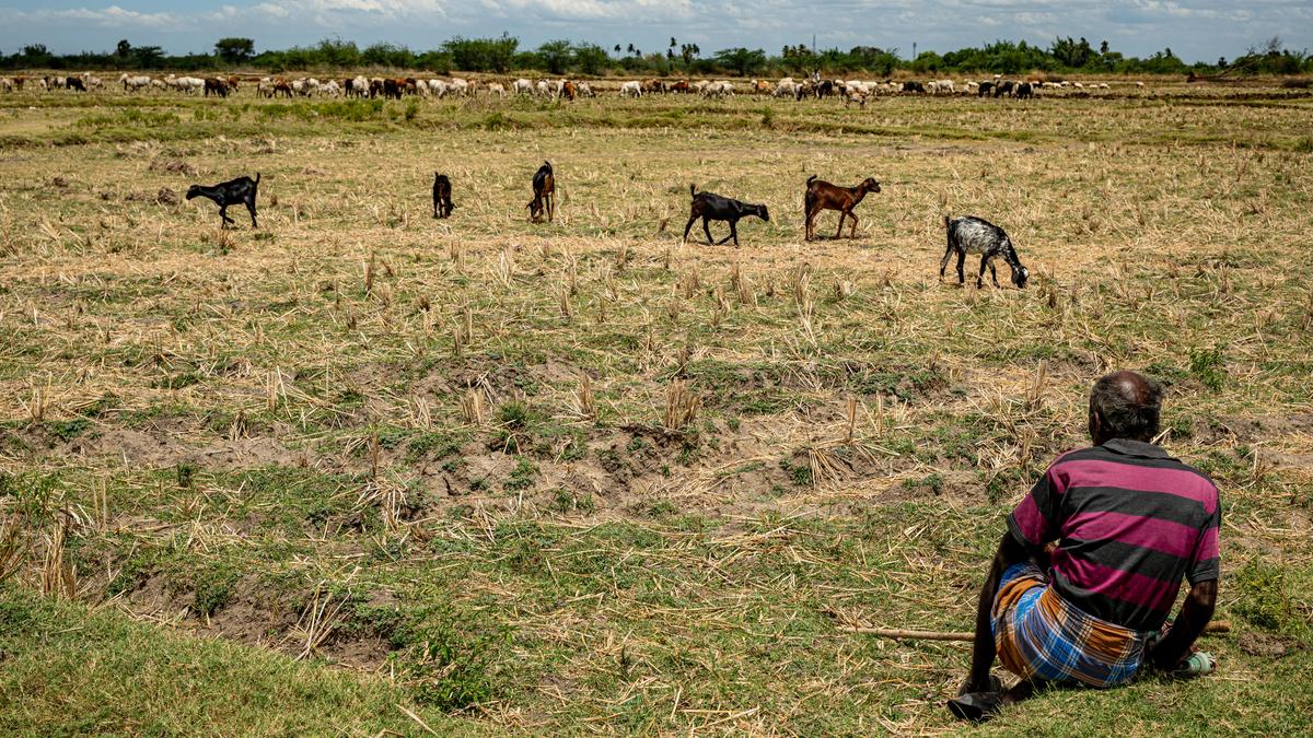 Poor monsoon and no Cauvery water: distress in Tamil Nadu’s delta region