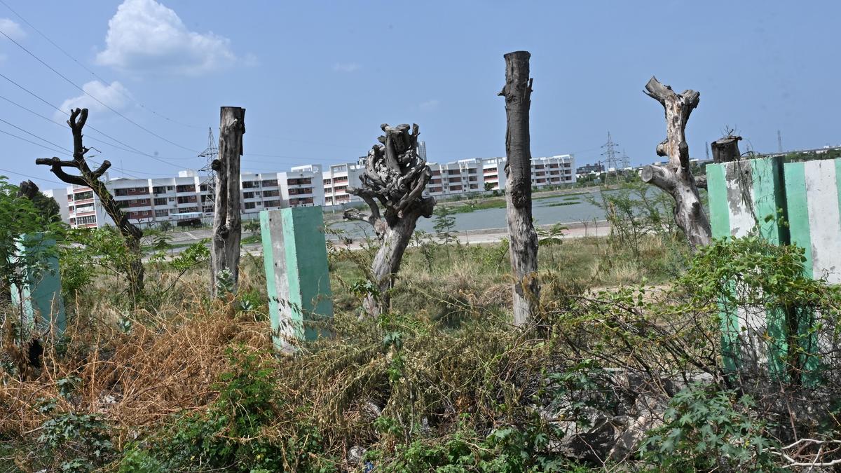 Over a year on, transplanted trees at Raman Thangal Lake in Sholinganallur stand dead