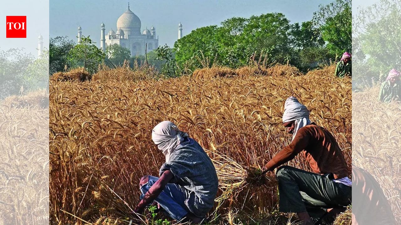 Food security calls at risk? Stats ministry flags serious gaps in agri data collection