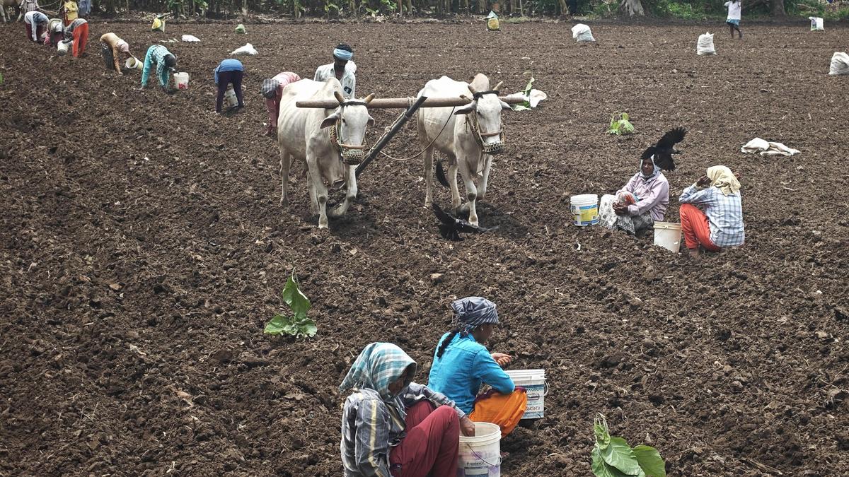 Prospects of kharif cultivation turns bleak in Telangana with monsoon failure