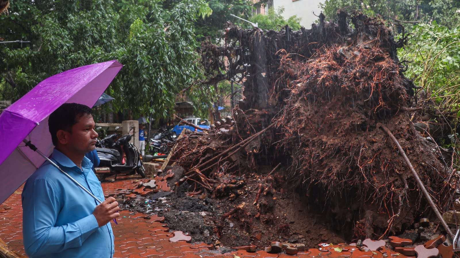 1,856 trees fell, 3 died in 11 days: Why India’s richest civic body can’t predict the next collapse