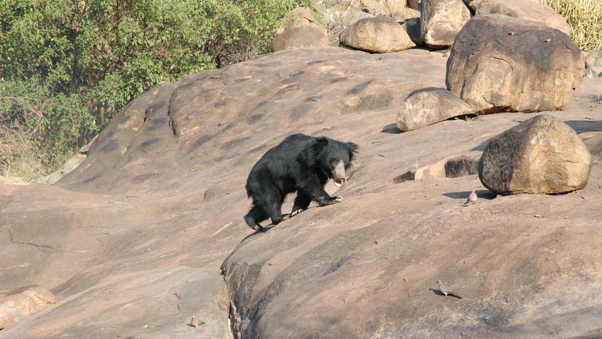 Forest Department to crack down on wildlife hunting in north Karnataka