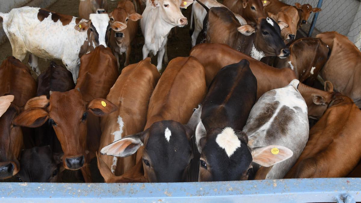 Supreme Court stays Madras High Court order banning cow slaughter in Tamil Nadu