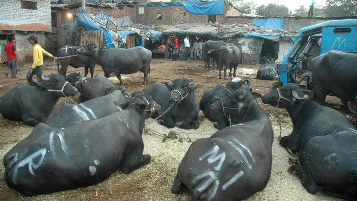 Which States have banned cow slaughter in India?