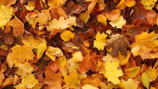 The Old Farmer's Almanac has a fall forecast. Astrology has a different outlook for the season