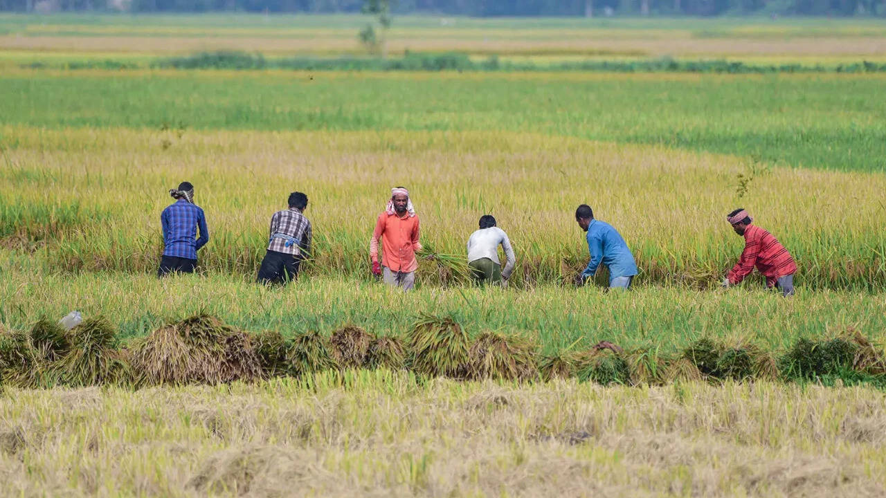 Kharif acreage falls 16%, but ethanol effect boosts sugarcane