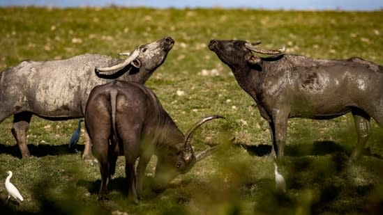 Himachal Pradesh: Pregnant buffalo gets new lease on life after 66 metal objects removed from stomach