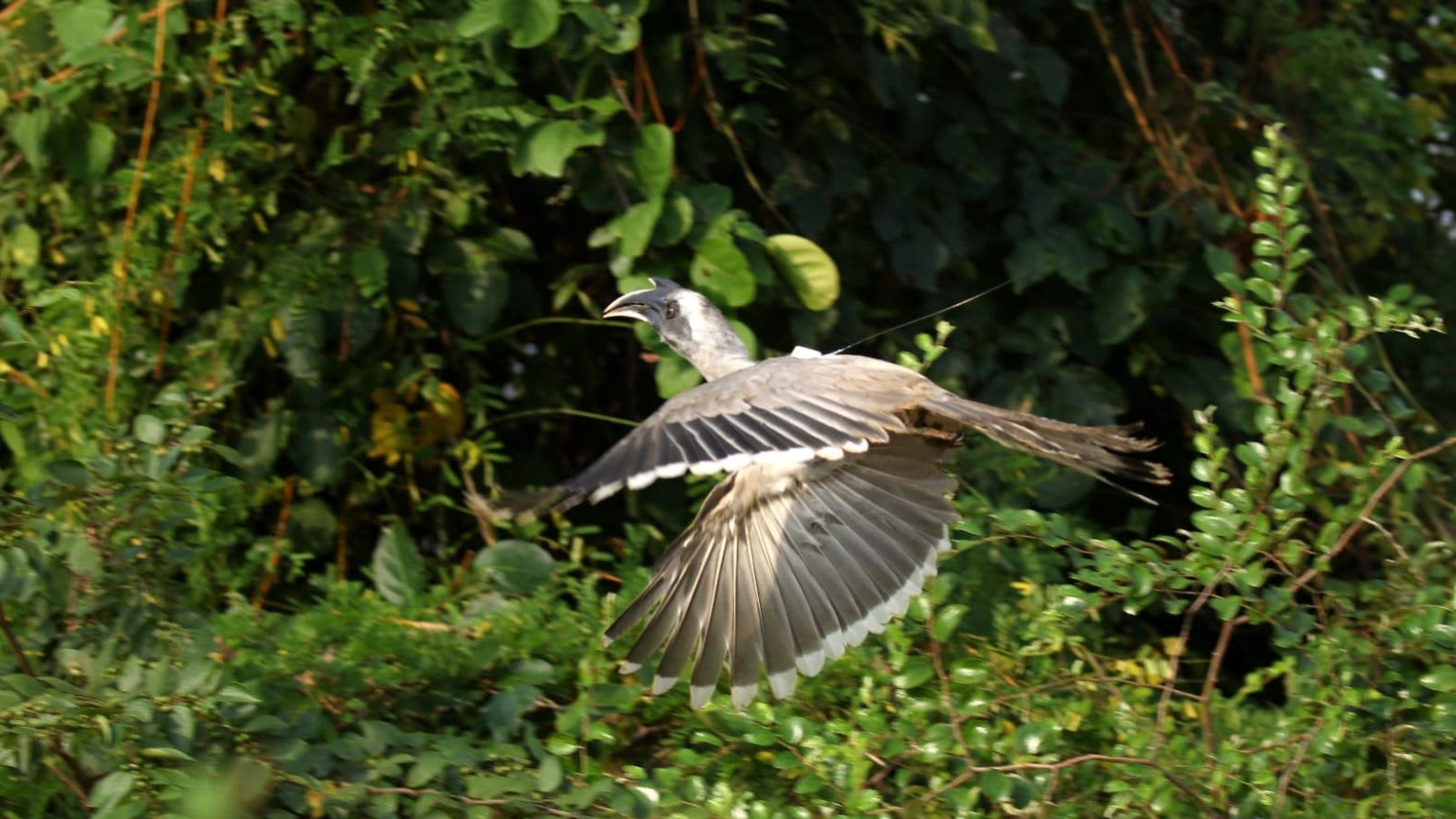 Decades later, Indian Grey Hornbills thrive in Gujarat’s Gir forests