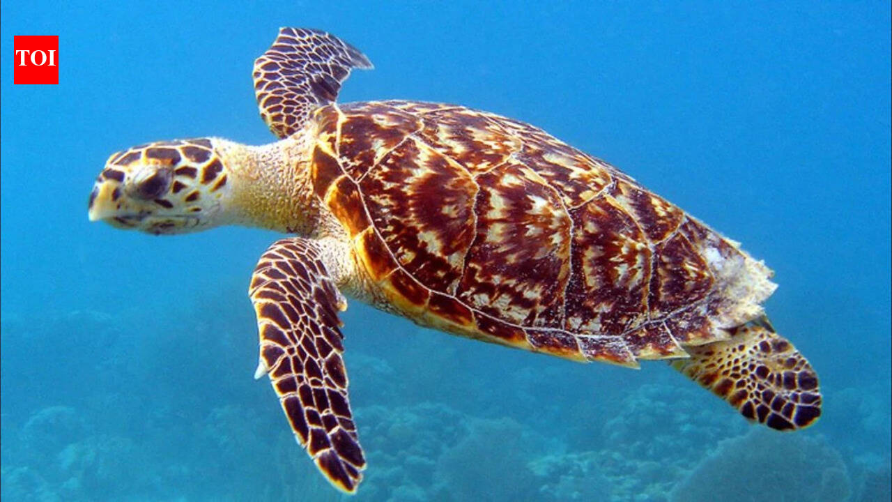 Man lists rare hawksbill turtle shell for $2,700, gets felony charge