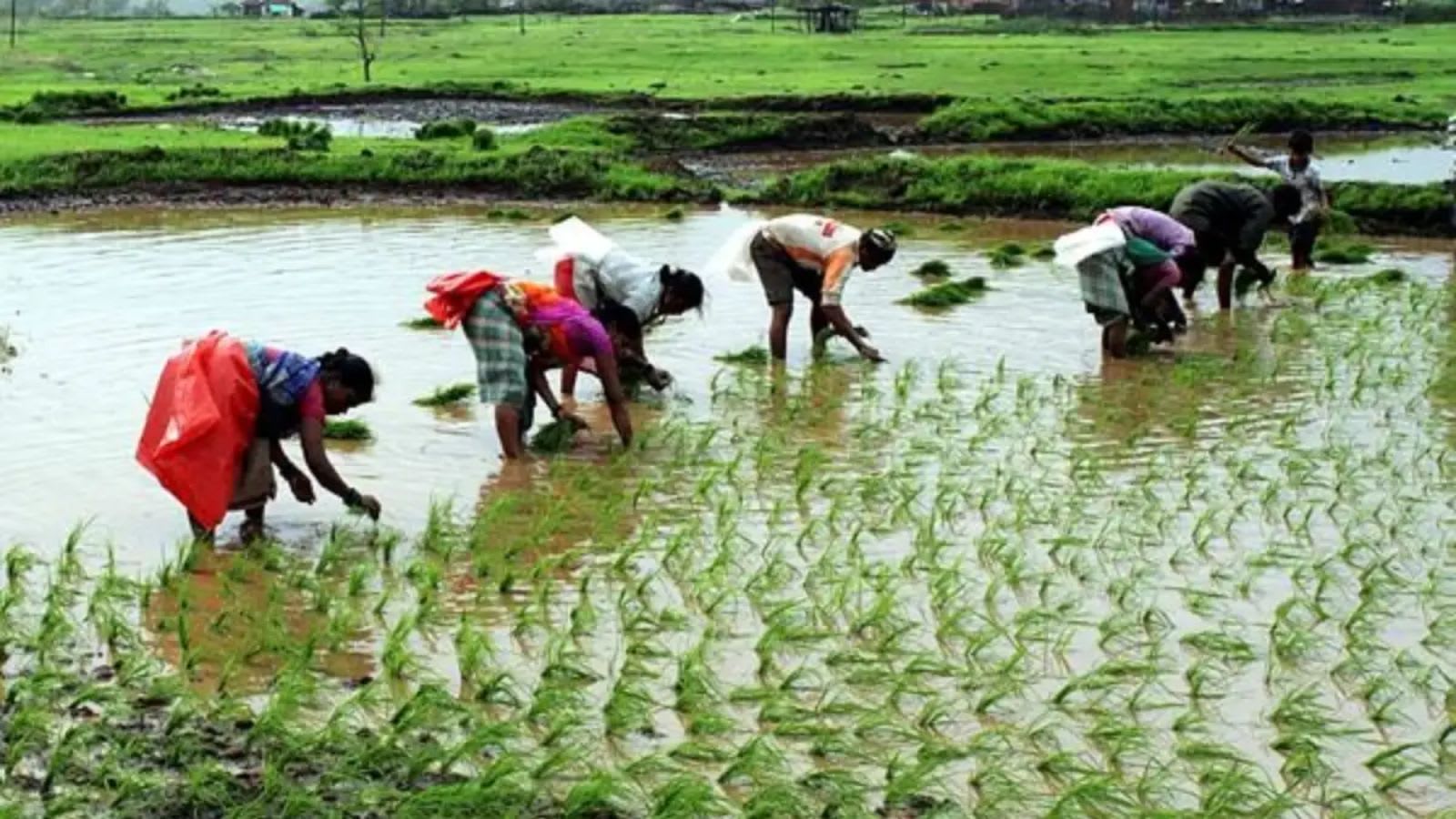 Punjab farmers bring 4 lakh acre under Direct Seeded Rice; 36% jump over last year