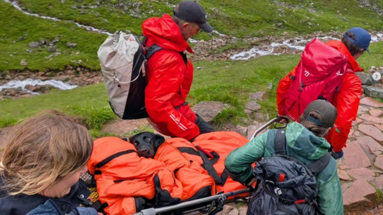 Labrador could not walk on Britain’s highest mountain after eating this