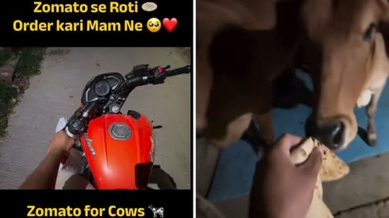 ‘Madam cow ke liye parcel order kiya apne?’: Woman orders rotis from Zomato, urges rider to feed animals