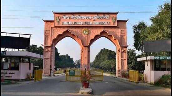 Ludhiana: PAU’s new maize variety enters commercial market