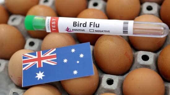 New Zealand reports first case of deadly H5N1 bird flu virus in sea bird