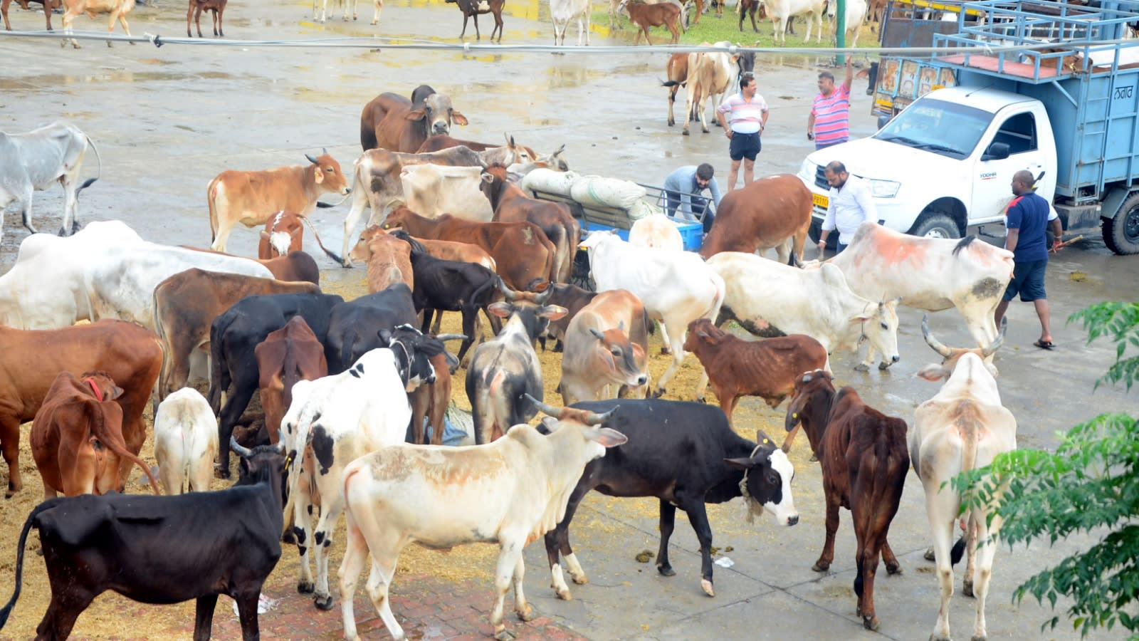Cattle being transported for ‘slaughter’ rescued near Varanasi toll plaza, 5 arrested