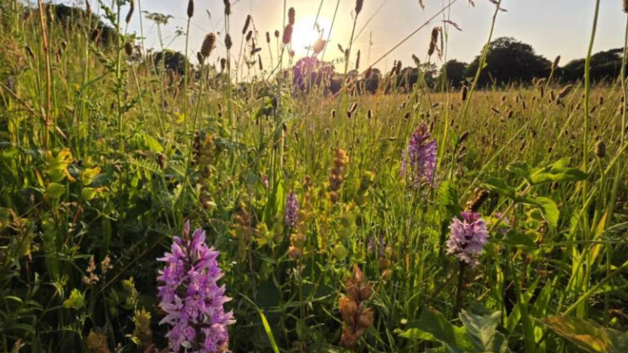 Farm left without crops for 15 years turns into wildflower-rich meadow