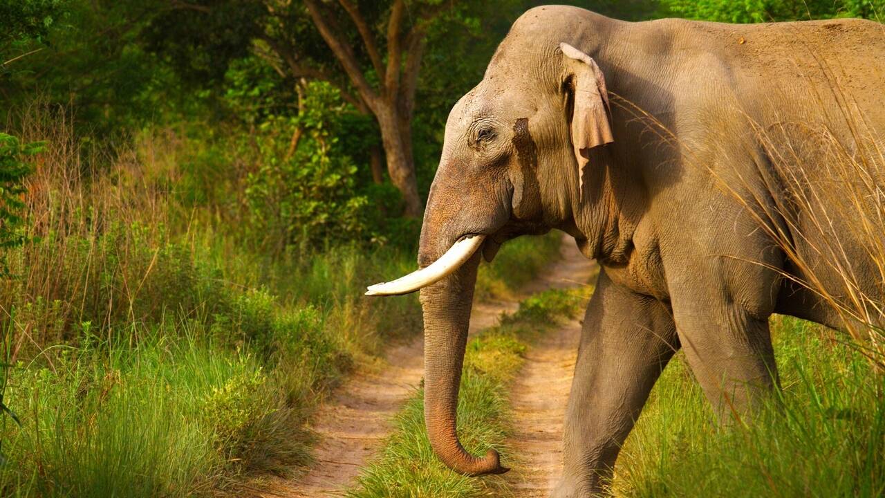 How elephants send messages through footsteps and hear through skulls