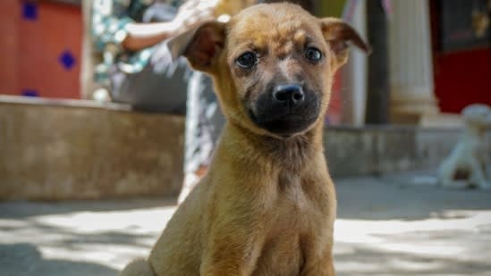What is the spiritual meaning of pets? And what their quiet presence may teach us, according to a spiritual expert