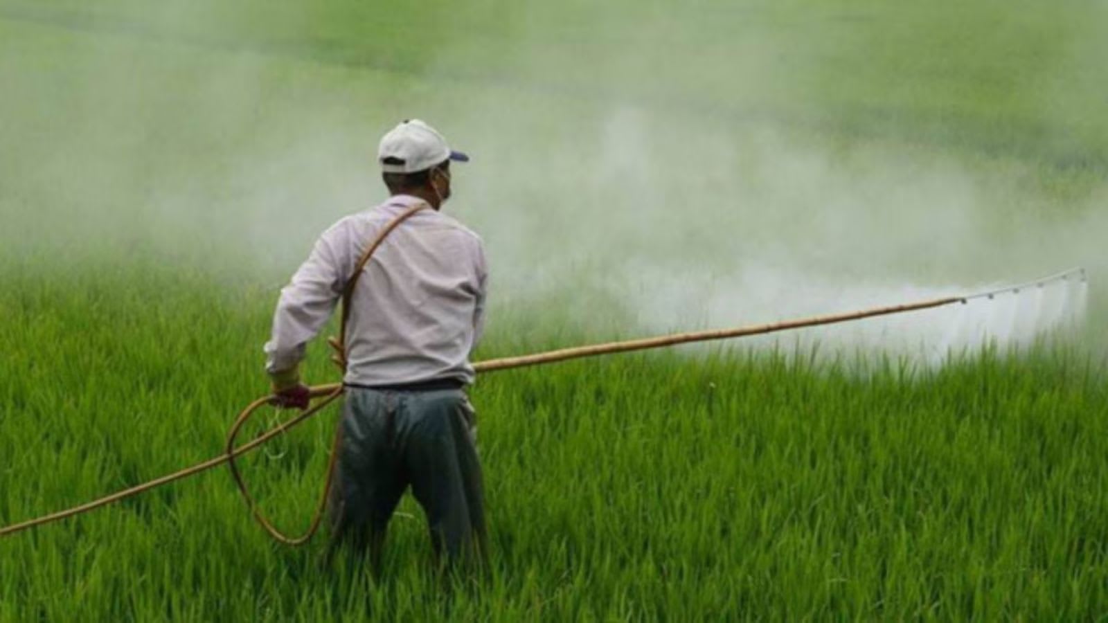 National Investment Policy to boost urea production