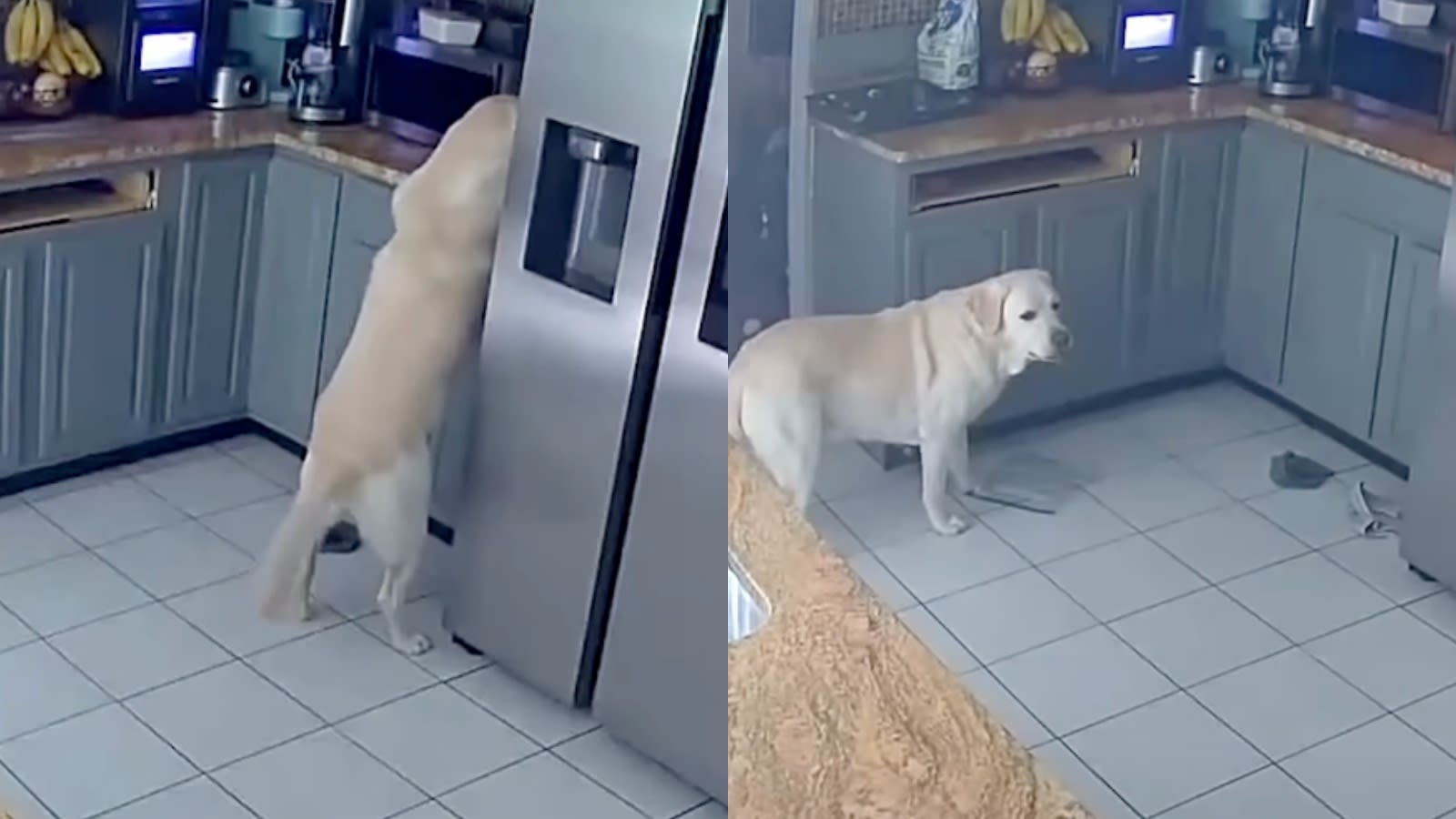 Watch: Dog-started fire kills 3 pets, causes $150,000 damage