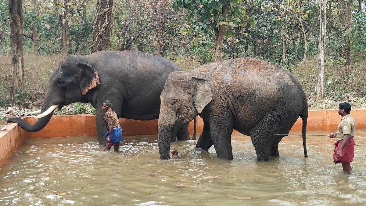 T.N. Forest Department to consider permitting visitors to Chadivayal elephant camp in Coimbatore district