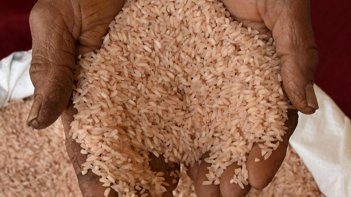 Over 200 rice varieties to go on display at Mysuru desi rice mela