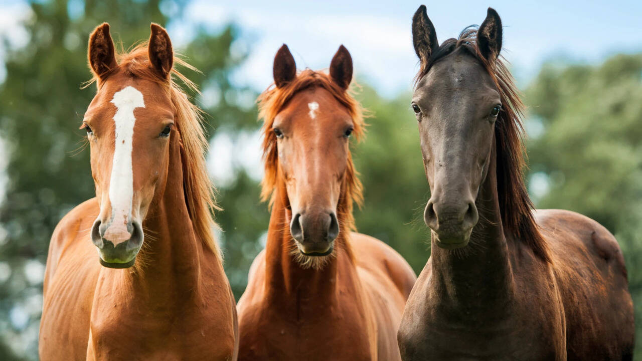 Horses watched silent wolf videos, their hearts raced without visible fear