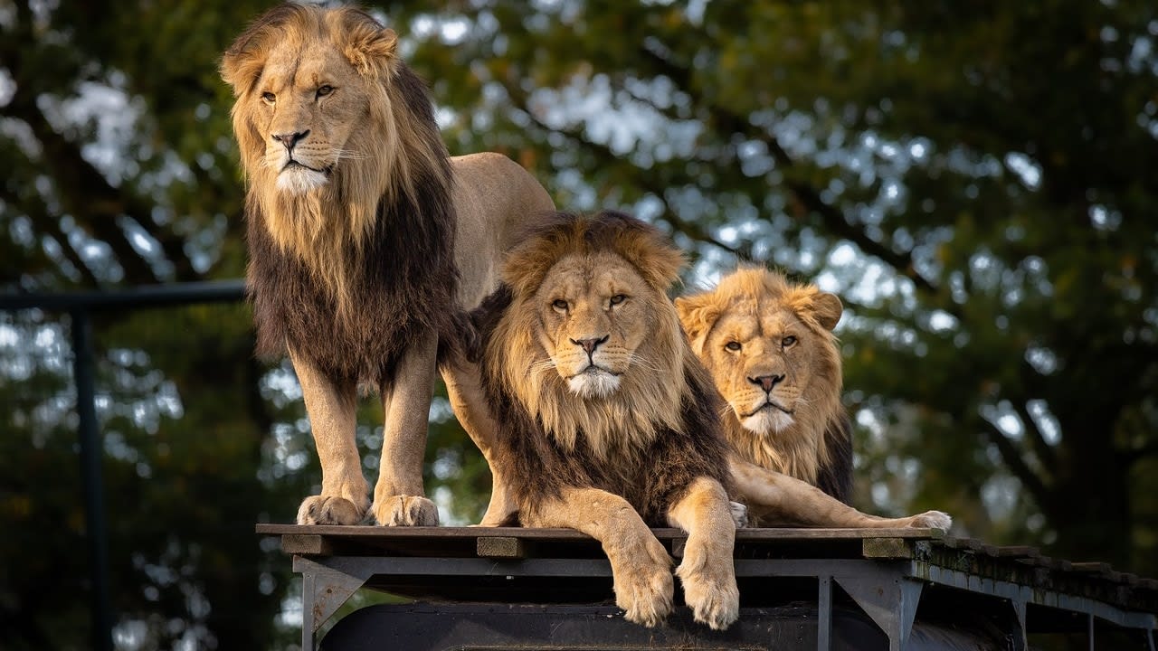 Gujarat's Lion Paradox: Why Big Cat Boom Poses A New Test For Authorities