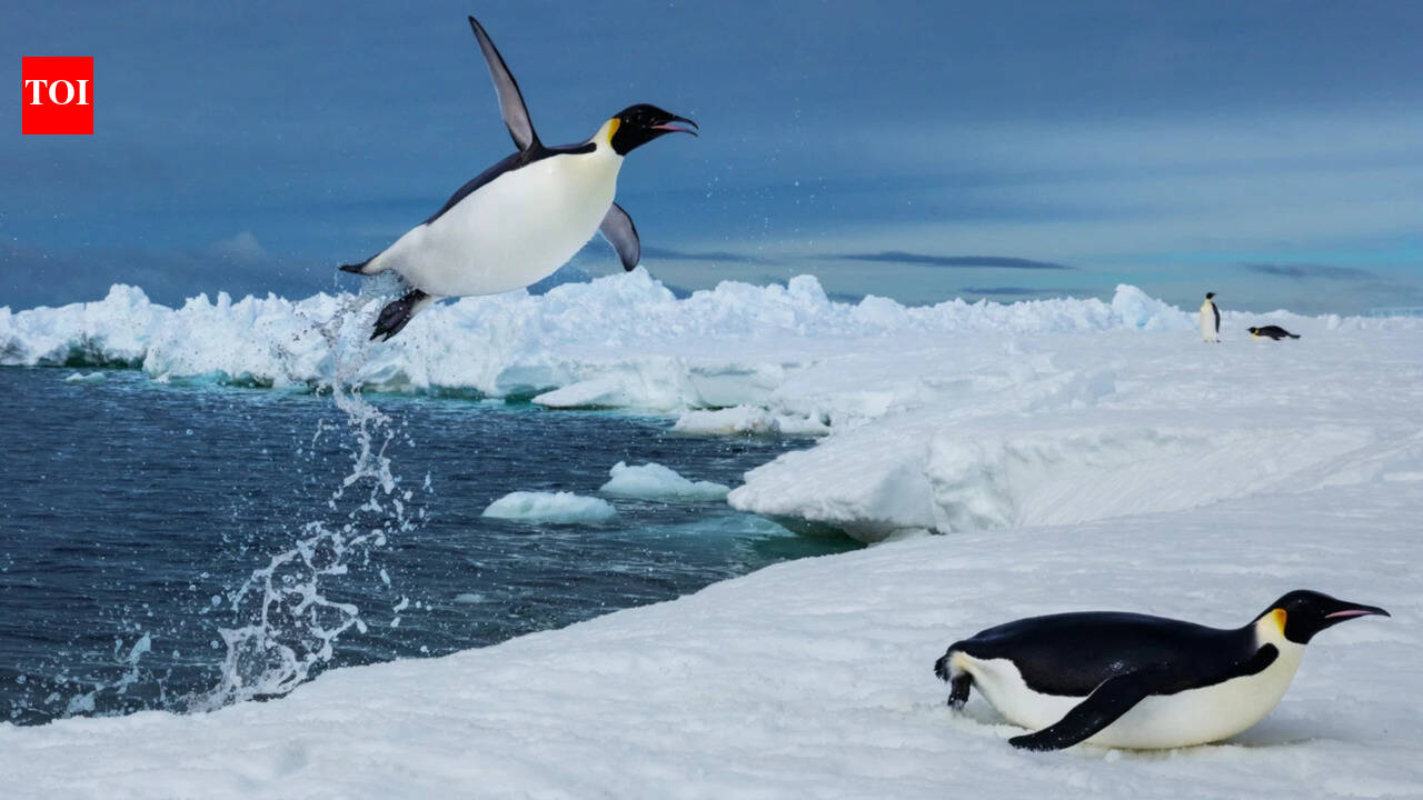 6,000 penguin dives reveal how sea ice can make prey harder to reach