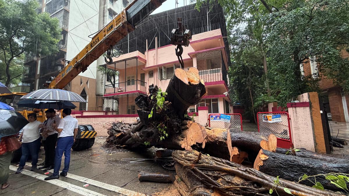Chembur tree-fall incident: Mumbai BMC mayor orders fresh third-party inquiry