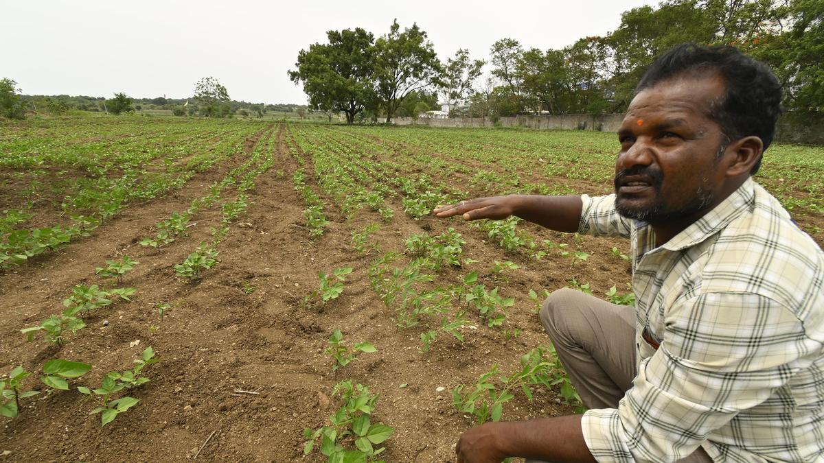 Telangana reservoirs levels constrict irrigation usage; ground water in State may plummet from 9.46 mgbl to 11.01 mgbl