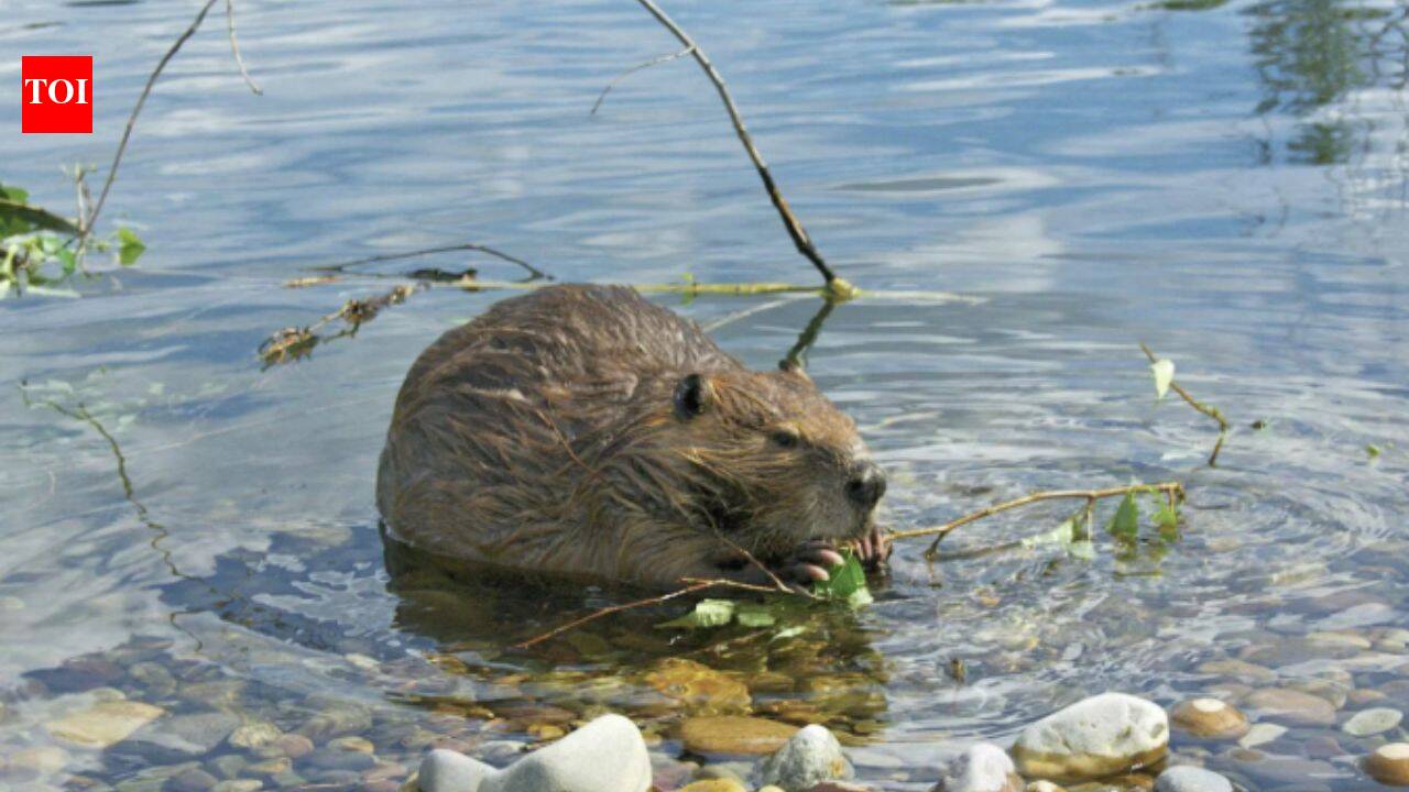 58 beavers turned Mount St Helens' wasteland into a thriving wetland