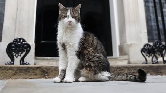 Lessons from a cat about to outlast yet another prime minister