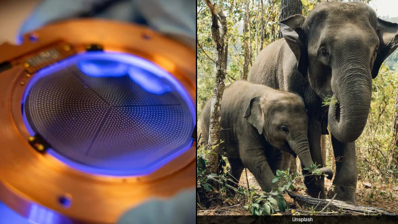 Jharkhand Man, 18, Develops AI Device To Reduce Human-Elephant Conflicts