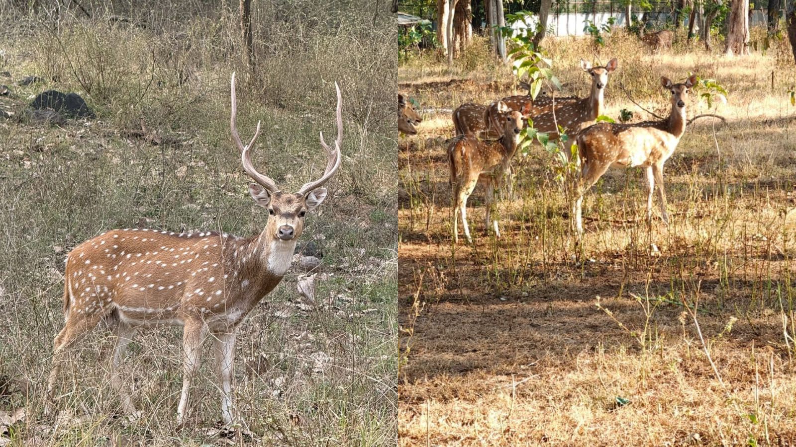 50 spotted deer translocated from Sasan Gir to Mandvi forest to increase prey base, reduce human-wildlife conflict